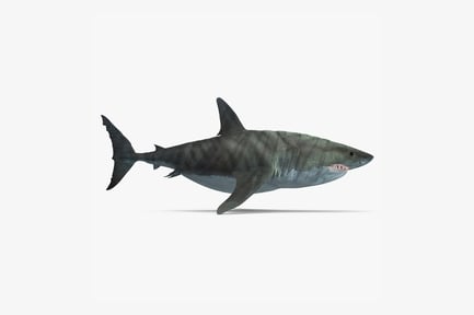 Preview: Carcharocles Megalodon: Prehistoric Shark