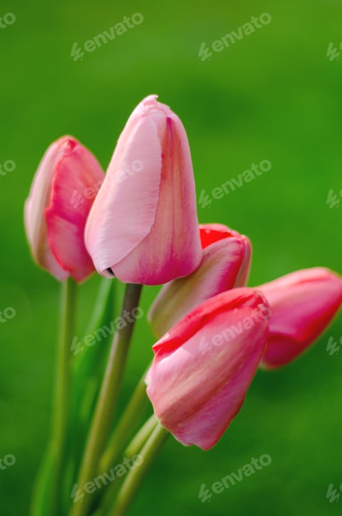 Preview: Light pink tulips on a green background