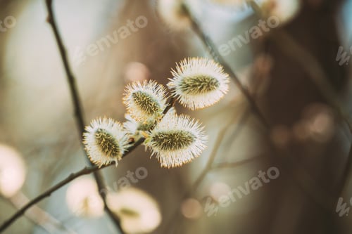 Preview: Young Spring Green Twigs Of Salix Cinerea. Twig Growing In Branch Of Forest Bush Plant Tree. Common