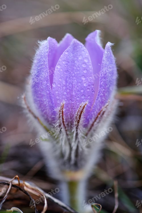 Preview: Dream-grass or Pulsatilla patens, close-up, natural spring background