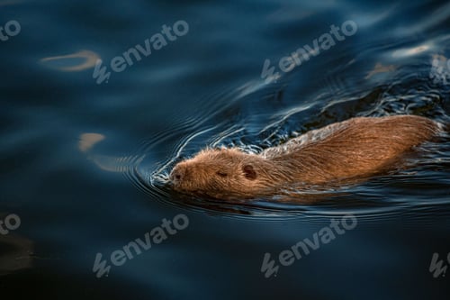 Preview: Brown beaver swimming in the lake