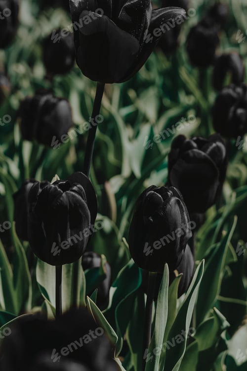 Preview: Field of violet flowers