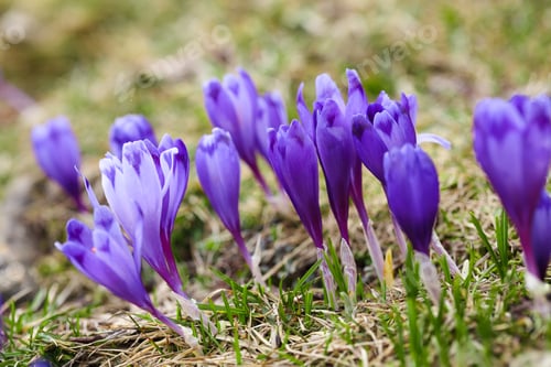 Preview: Purple crocus flowers in snow awakening in spring