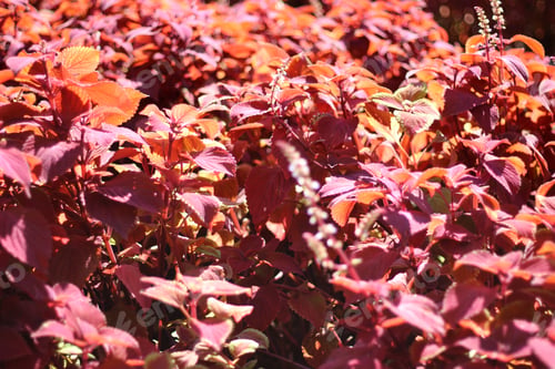 Preview: Leaves 🍁