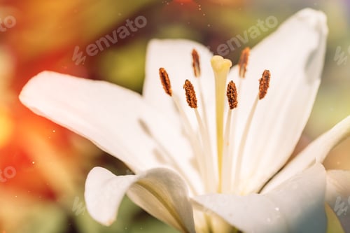 Preview: Background of blooming white lily closeup