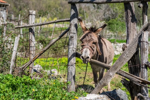 Preview: Small sad donkey on a farm