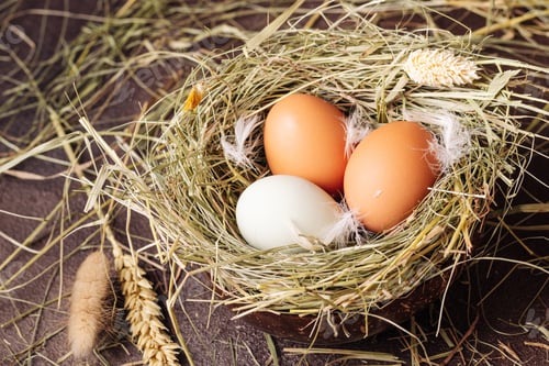 Preview: White and brown chicken eggs in a grass nest on a brown background