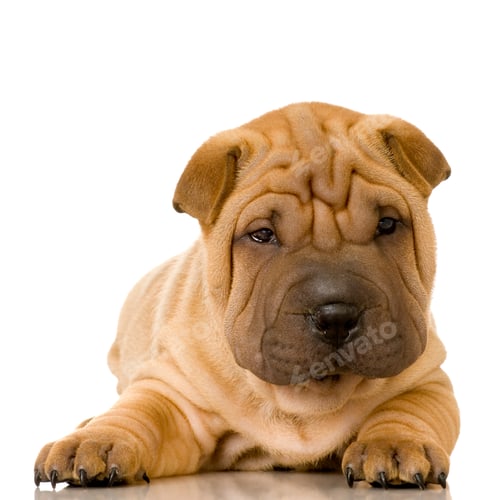 Preview: Sharpei
