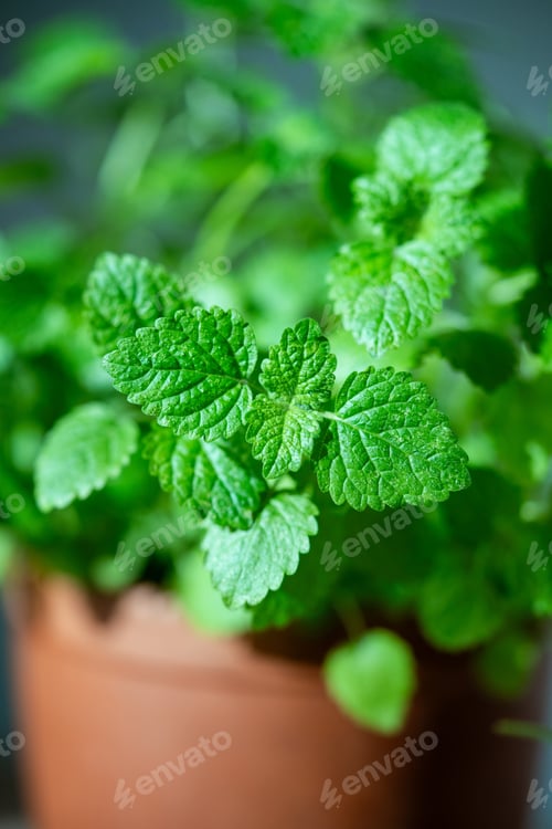 Preview: Cultivation green melissa plant indoors, closeup soft focus. Growing lemon balm herbs in pot.