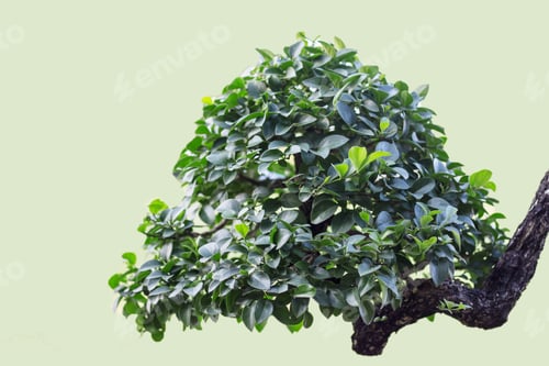 Preview: tree with green background