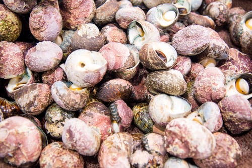 Preview: Periwinkles