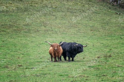 Preview: Highland cattle grazing on a green mountain meadow