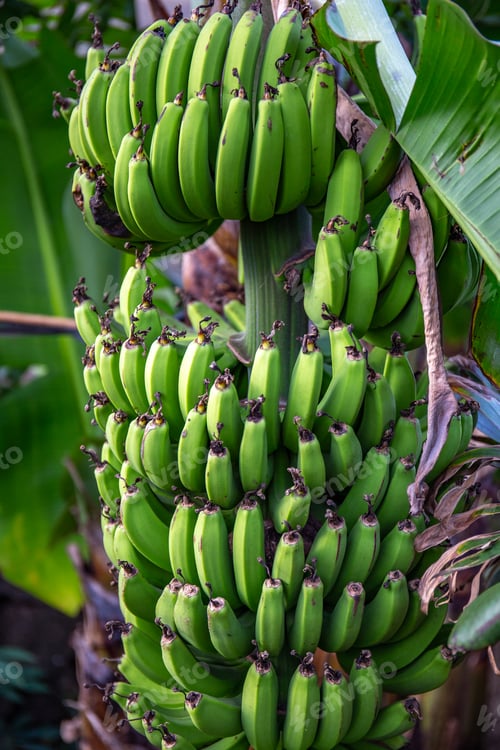 Preview: Banana palm tree on Easter island.