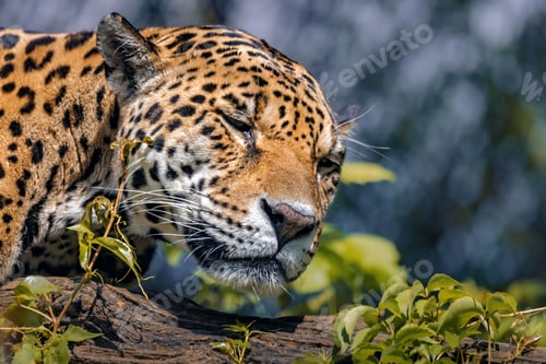 Magnificent Jaguar Resting on a Jungle Log