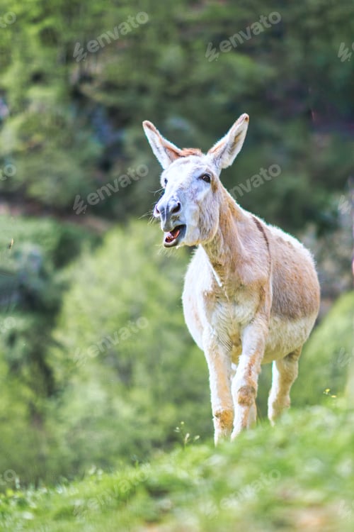 Preview: A nurse donkey in the pasture