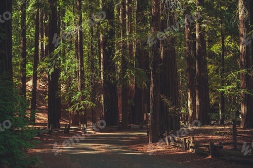 Preview: California Redwood Forest Road