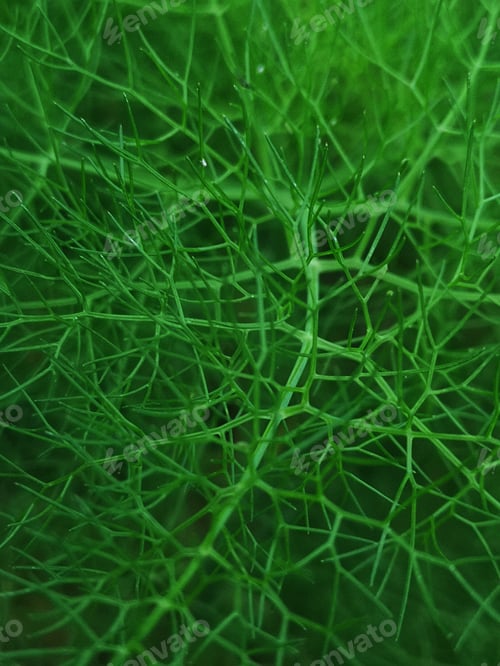 Preview: Green plant macro photography