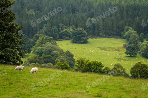 Preview: Flock of sheep grazing in the meadow
