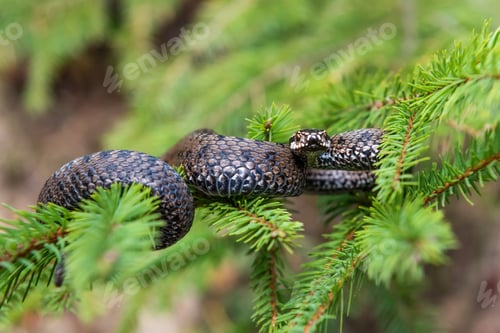 Preview: Vipera berus poisonous viper in summer on branch the of tree