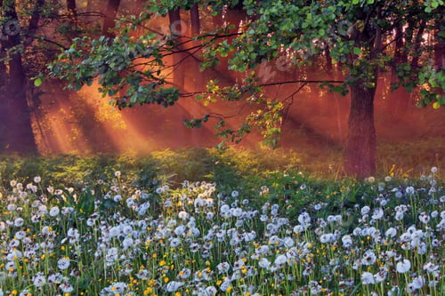 Preview: Dandelions in the woods lit the rising sun