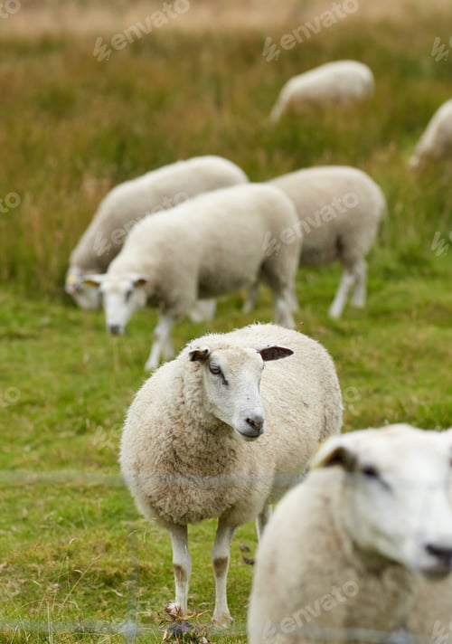 Preview: Danish sheep