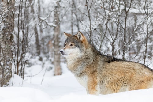 Preview: One beautiful wolf standing in the snow in beautiful winter forest