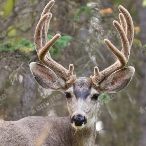 Preview: Portrait of mule deer buck with velvet antler
