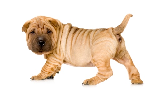 Preview: Sharpei