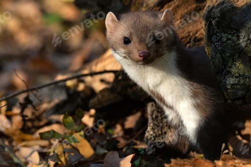 Preview: Beech marten or Martes foina also known as stone marten or white-breasted marten