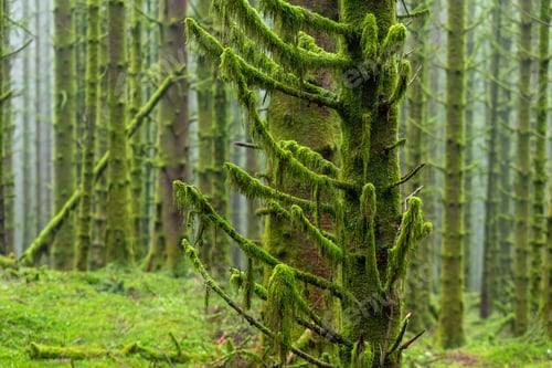 Preview: Mossy Spruce Tree In a Forest