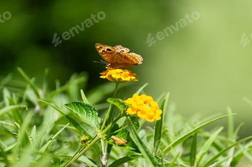Preview: Butterfly Sipping Nectar from Vibrant Yellow Flower