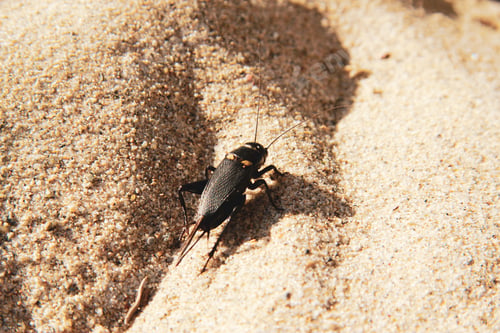 Preview: Close up of an insect in the sand