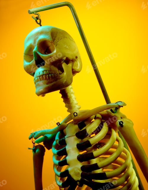Preview: Model of a human skeleton used by medical students to study anatomy