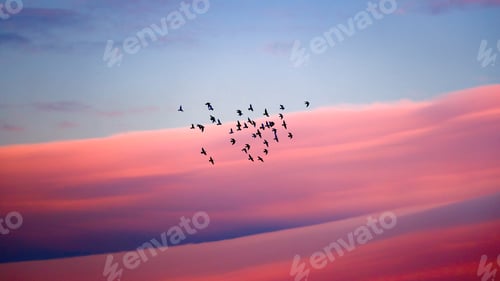 Preview: Birds migration