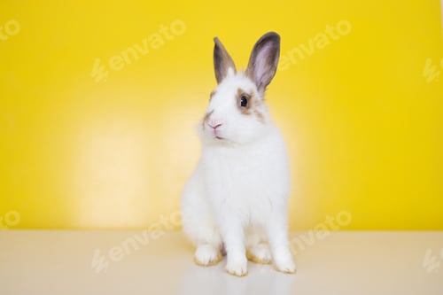 Preview: Lovely bunny easter rabbit on yellow background. beautiful lovely pets. Cute small bunny for Easter