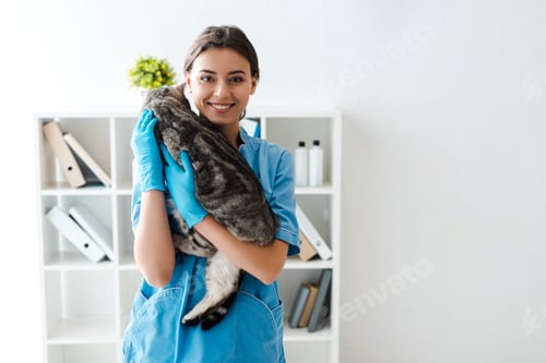 Preview: young veterinarian smiling at camera while holding grey tabby cat on hands
