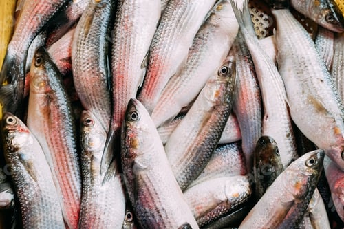 Preview: Fresh Mugil On Display On Ice On Fishermen Market Store Shop. Mu