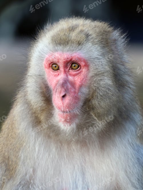 Preview: Cute Japanese monkey