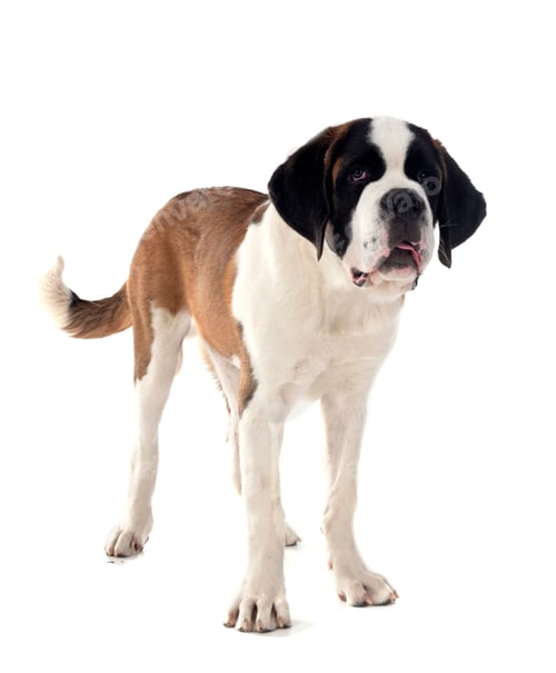 Preview: saint bernard in studio