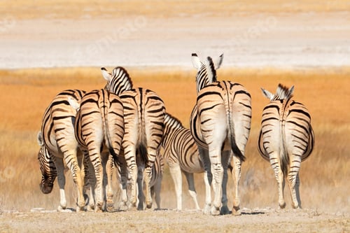 Preview: Plains zebras (Equus burchelli) in natural habitat, Etosha National Park, Namibia