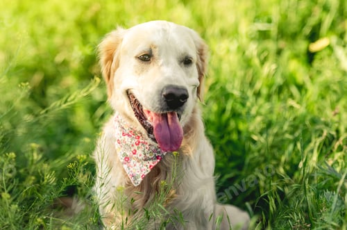 Preview: Cute muzzle of golden retriever