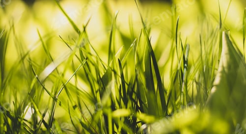Preview: The waking of nature in spring, spring in nature. Blurred background of young green grass