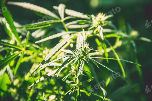 Preview: nature