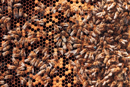 Preview: Beekeeper working in apiary. Drawing out the honeycomb from the hive with bees on honeycomb. Apiary