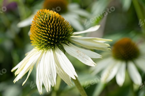 Preview: Closeup shot of 'White swan' coneflower, Echinacea purpurea