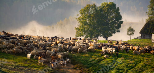 Preview: Heard of sheep in foggy morning in autumn mountains
