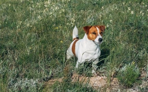 Preview: A small, brown and white Jack Russell Terrier stands in a grassy field.