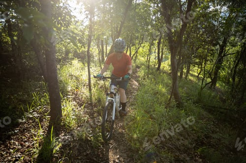 Preview: Mountain biking in summer forest