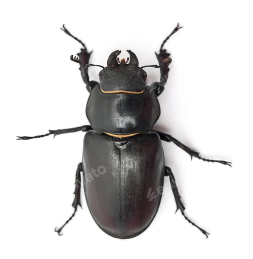 Preview: Female Lucanus cervus, the best-known species of stag beetle, in front of white background