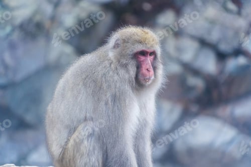 Preview: A Japanese snow monkey or Macaque with onsen in Monkey Park, Nagano , Japan. Wildlife animal.